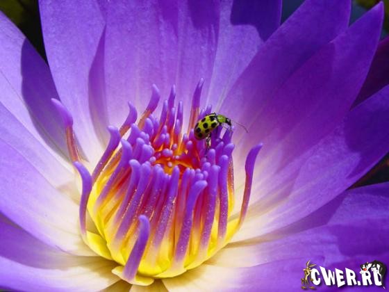 Water Lilies Wallpapers