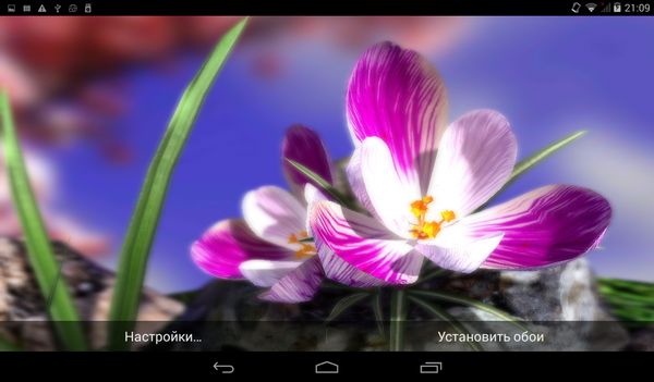 Nature Live: Spring Flowers XL