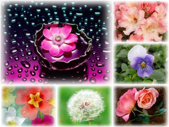 Beautiful Flowers Wallpapers