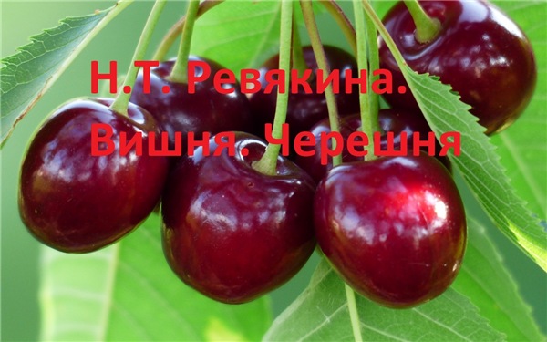 Н.Т. Ревякина. Вишня. Черешня