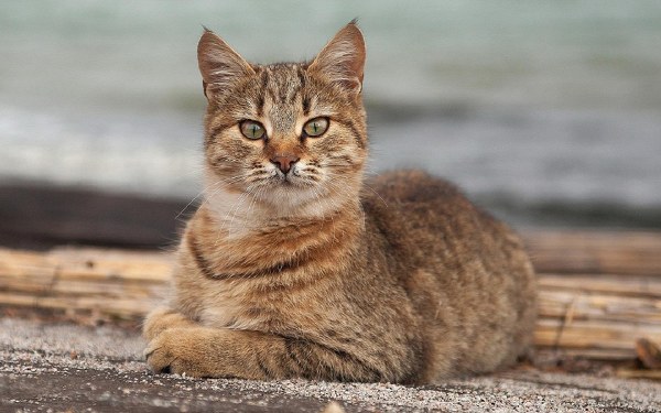 New Mixed HD Wallpapers Pack 178