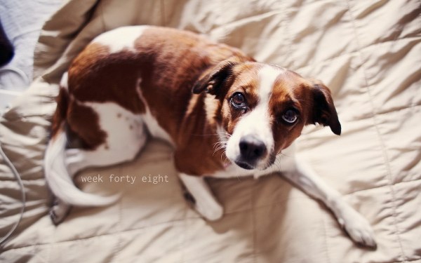 Best Mixed Wallpapers Pack #337-338