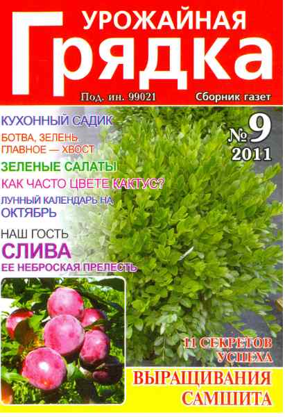 Урожайная грядка №9 (сентябрь 2011)